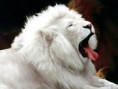 /album/galeria-de-fotos/white-lion-jpg/